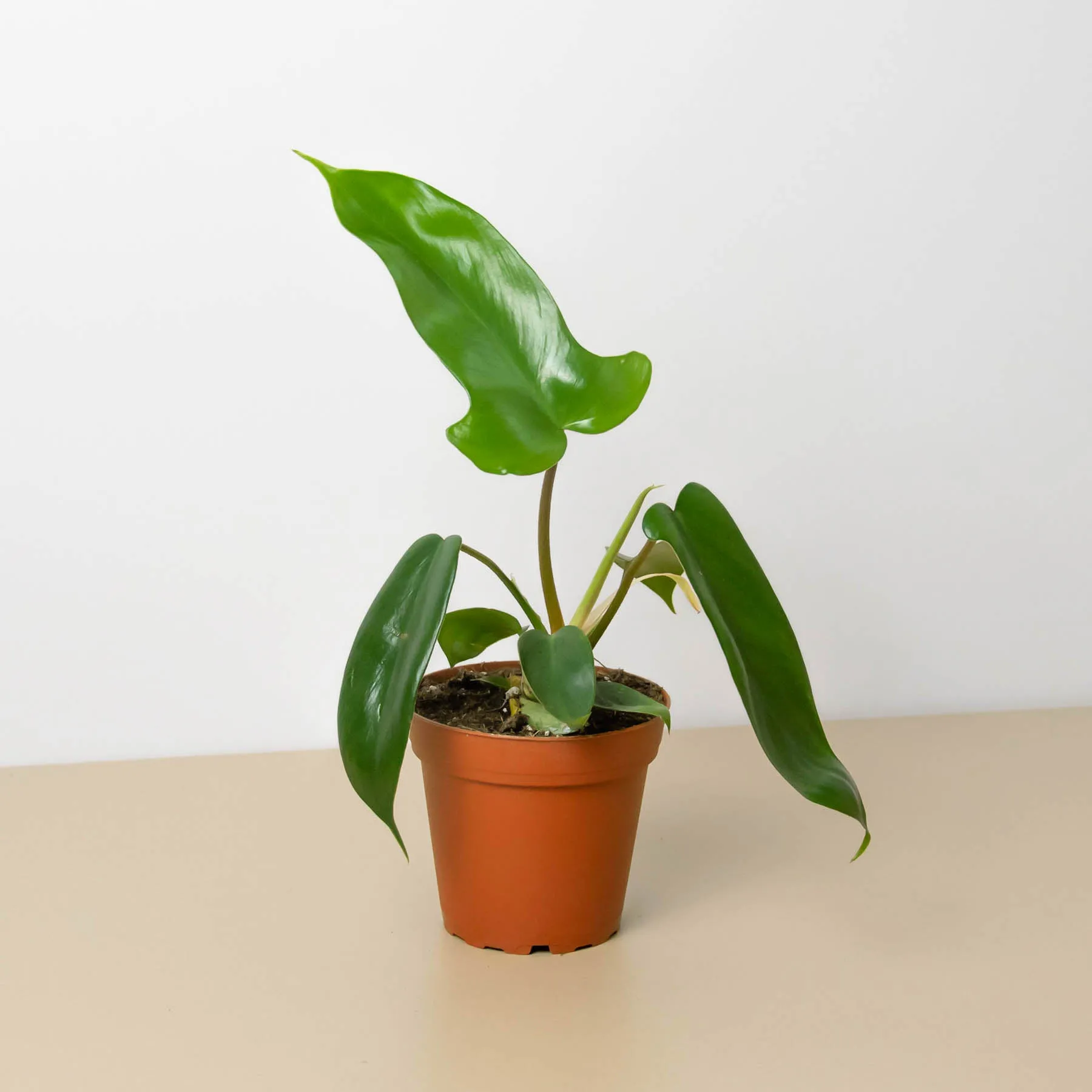 Philodendron 'Florida Green'